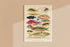 Great Barrier Reef Fishes Vintage Illustration Wall Art Print